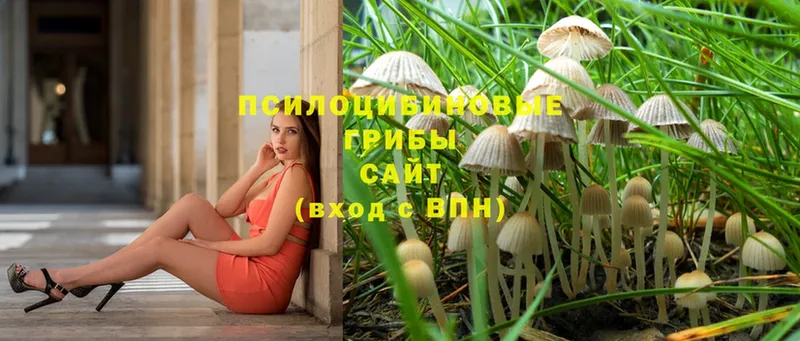 где найти   Инза  Галлюциногенные грибы Cubensis 